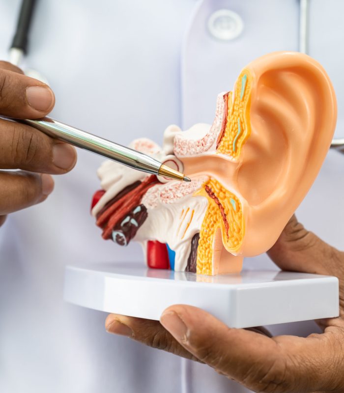 Asian doctor holding human ear model to learn and treat hearing loss in patient.